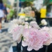 Peonies
