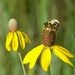 Brown Belted Bumblebee on Grey Headed Coneflower