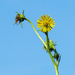 Compass Plant standing Tall