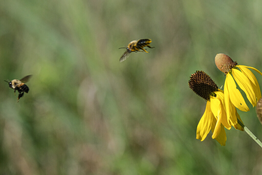 Bees leaving coneflowers. by lsquared