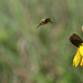 Bees leaving coneflowers.