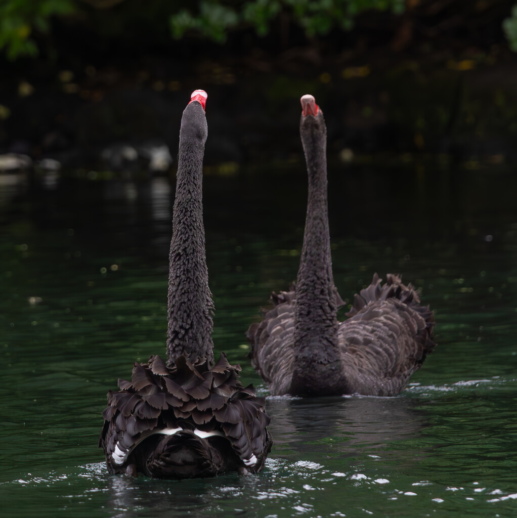 Calling their life partner by creative_shots