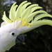 Crowning glory