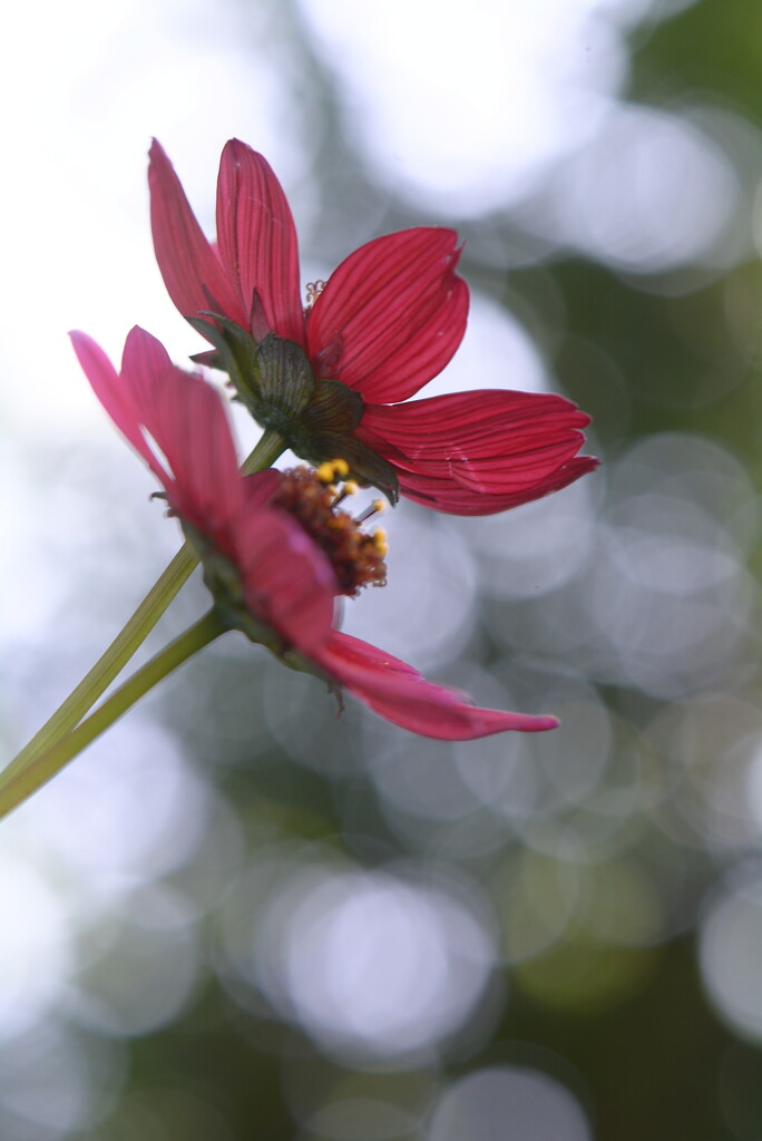 Cosmos and bokeh~~~~~ by ziggy77