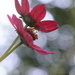 Cosmos and bokeh~~~~~ by ziggy77