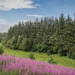 Willowherb and spruce