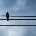 Bird on a wire