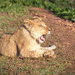 I am just as tired as Pi!