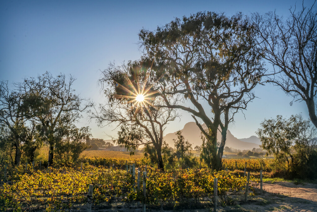 Autumn in a vineyard by ludwigsdiana