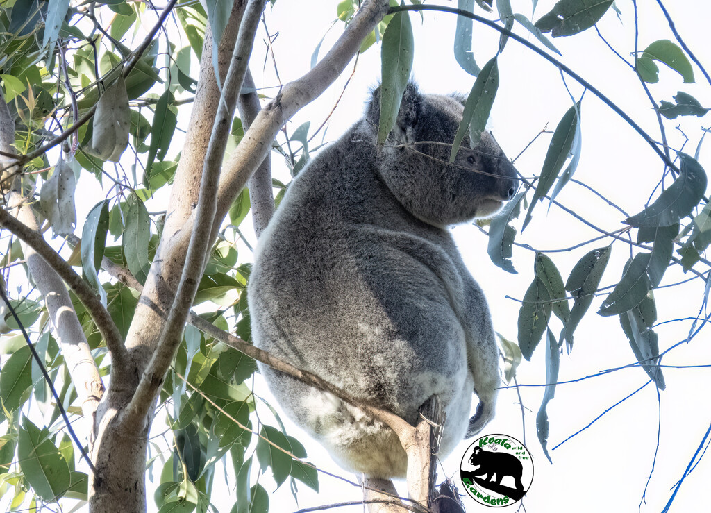 Koala on a stick by koalagardens