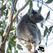 Koala on a stick