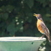 Hot Robin  