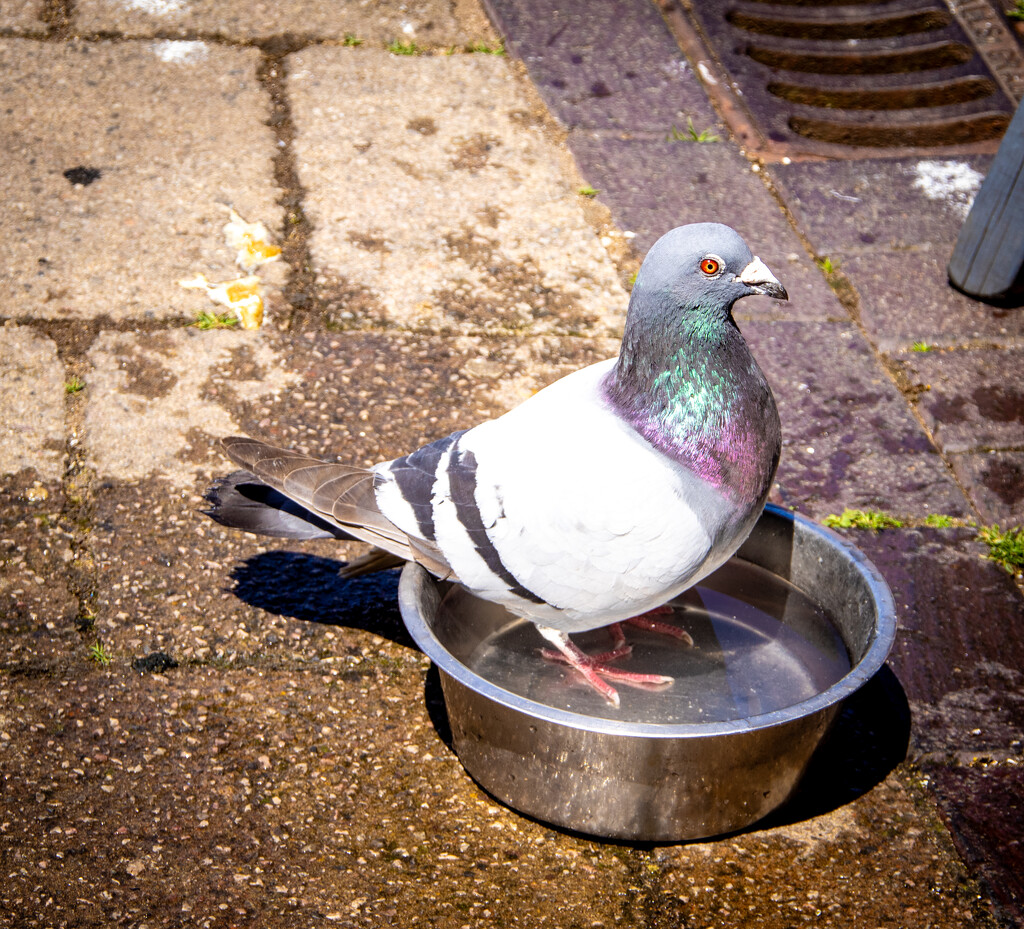 This was how hot it got in Devon last weekend by swillinbillyflynn