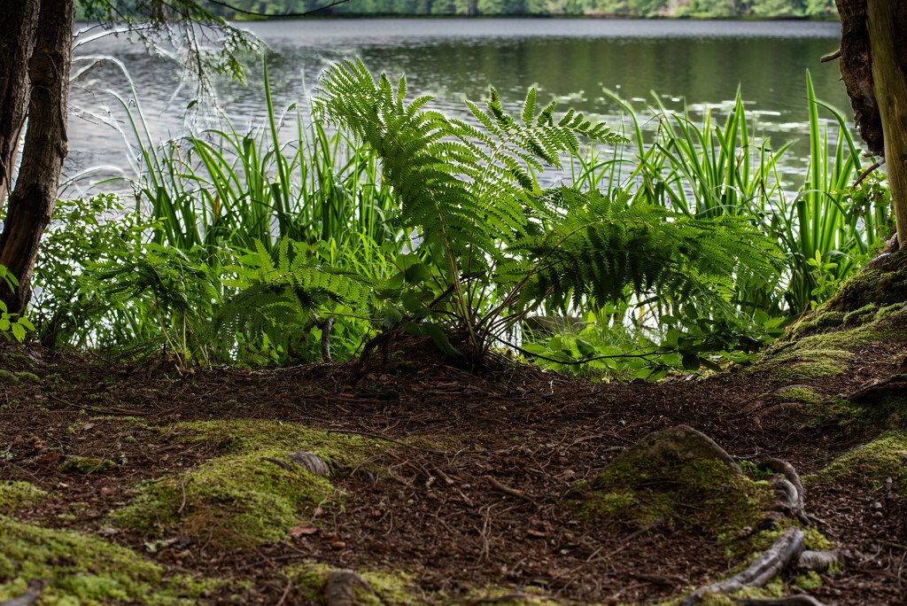Ferns by darchibald
