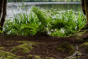 10th Jul 2025 - Ferns
