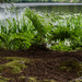 Ferns