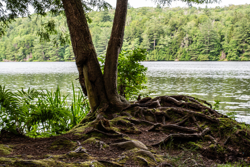 Tree and roots by darchibald