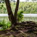 Tree and roots
