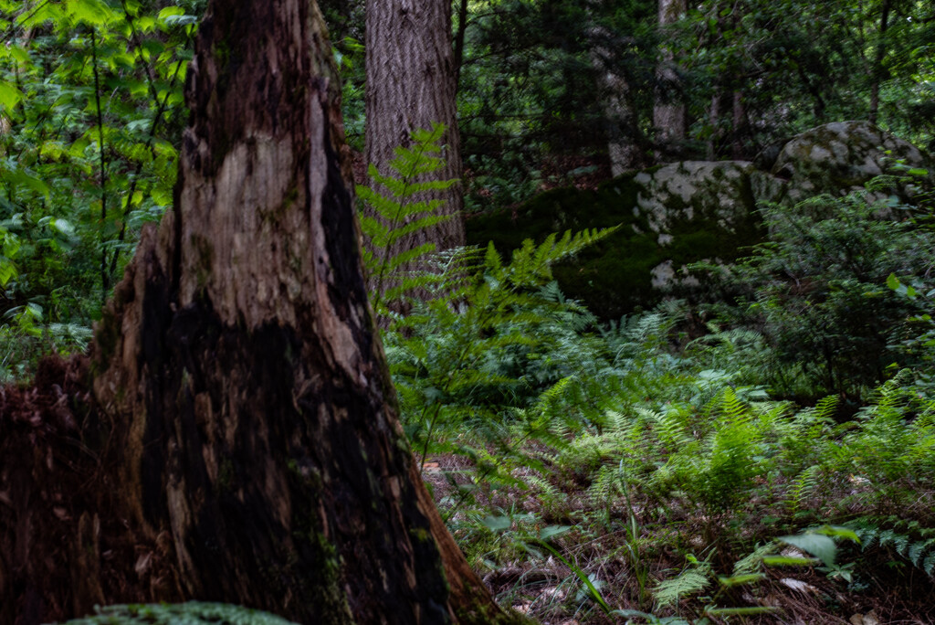 Stump and fern by darchibald