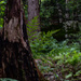Stump and fern