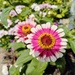 Zinnias