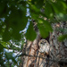 Somewhere high up in an old tree by haskar