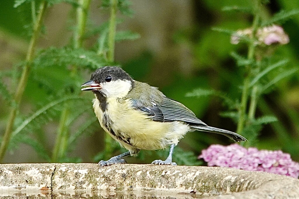 Great Tit Youngster  by carole_sandford
