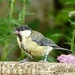 Great Tit Youngster 