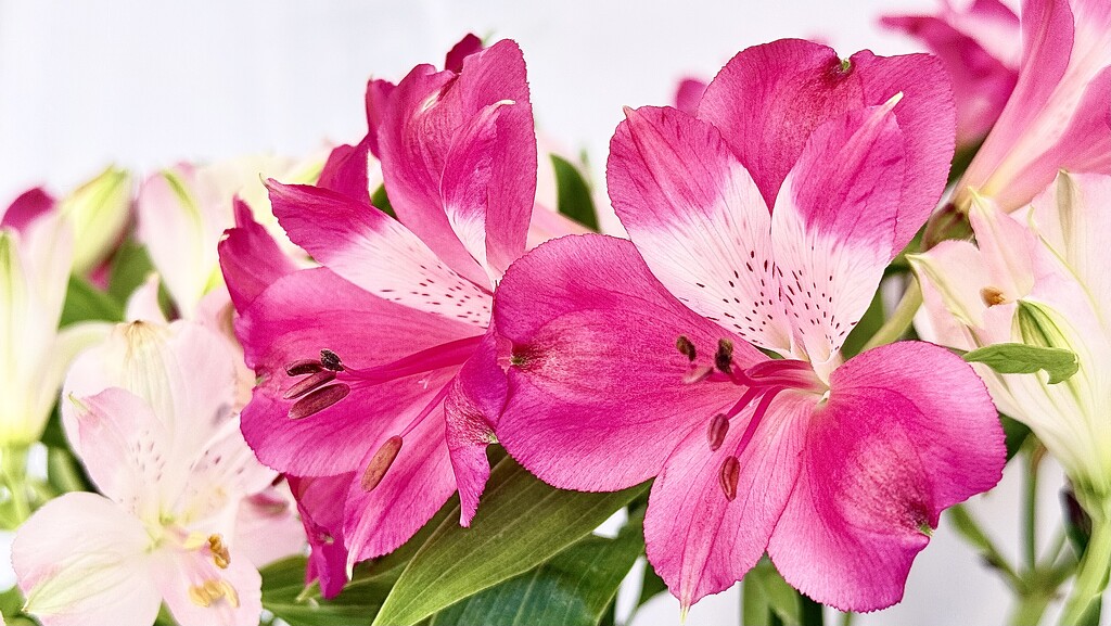 Alstroemeria  by carole_sandford