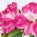 Alstroemeria 