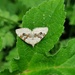 Silver ground carpet moth