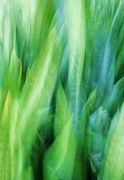 14th Jul 2025 - Unfocused 