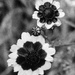 Flowers in grainy film by monikozi