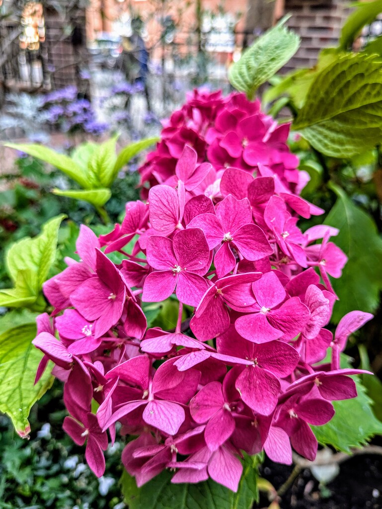 Pink hydrangea  by boxplayer