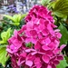 Pink hydrangea 