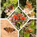 Year of the butterfly