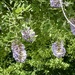Wisteria
