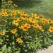 Black-eyed Susans
