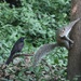 Sharing the Shade by 365projectorgheatherb