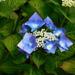 hydrangea