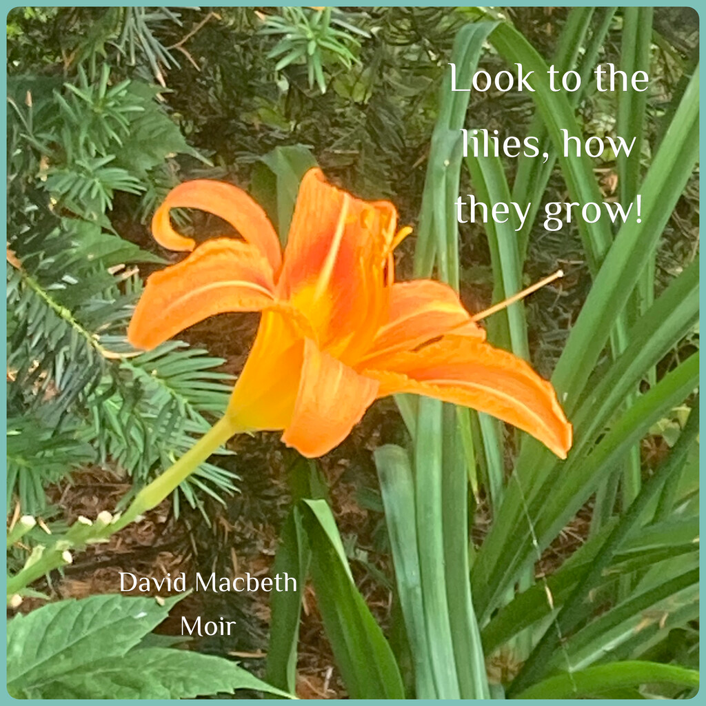 Day Lily by spanishliz