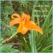 Day Lily