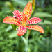 Mini Tiger Lilly?