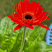 Gerbera in Blooming Stage