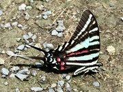 13th Jul 2025 - Zebra Butterfly