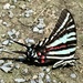 Zebra Butterfly