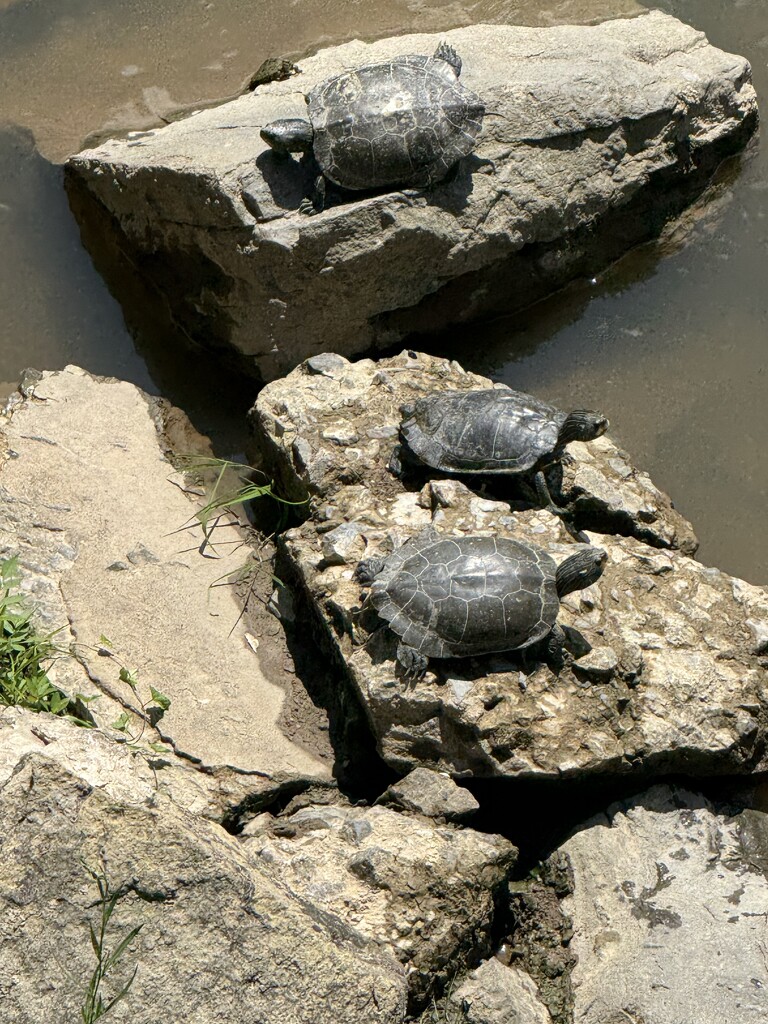 Sunbathers by calm