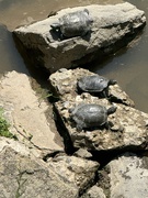14th Jul 2025 - Sunbathers