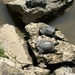 Sunbathers