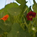 Nasturtium Blossoms